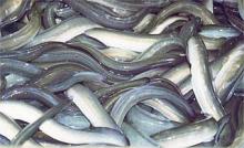 live eels, king crab meat, Shrimp, Cooked Mussel meat, IQF Octopus