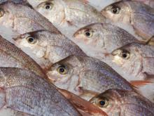 Corvina,gadus morhua,scouber scobrus,dry fish,Queen Fish,