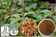 Coleus Forskohlii Extract