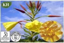  Evening   Primrose  Oil
