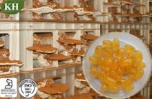 Reishi   Spore  Oil: 100% pure  Reishi   Spore  Oil (no additives or carriers)