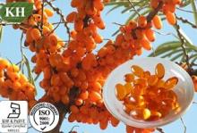 Sea Buckthorn Seed Oil