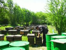 organic natural honey
