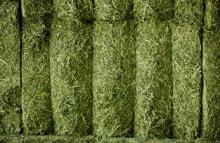 High Quality Alfafa Hay Bales / Grade A