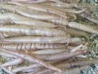 Hot Selling High Quality Conger Eel Fish Maw
