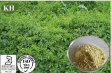 Gynostemma Extract
