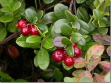 (Canada Imported Cranberry) Fruit Juice powder/Anthocyanin