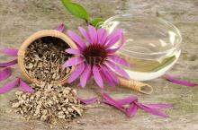 Echinacea purpurea P.E. for  nutrient   additive  by Finesky