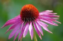 Finesky offer echinacea purpurea extract