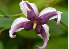 Epimedium extract of health benefits
