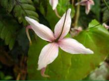 Brown-Yellow epimedium extract powder