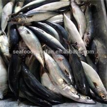 Sea Frozen Pacific Mackerel