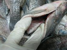 Tilapia whole gutted and scaled(WGS)