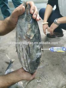 Sea frozen Skipjack tuna Whole Round skipjack fish