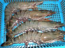  Frozen   Black   Tiger  Shrimp (HOSO)
