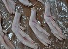 Frozen Duck Feet,Gizzards,Duck hearts,Duck wings and breast