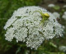 Annual herb common cnidium extract