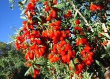 china Dried Goji Berries ( Lycium Barbarum L.) Sullpier