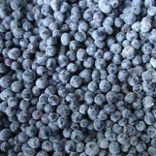 Organic  Bulk  IQF  Frozen  Blueberry