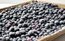 IQF blueberries, Frozen blueberries,wild / cultivated