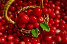 IQF Lingonberry Wild cultivated