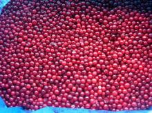 IQF Lingonberry Wild cultivated open air