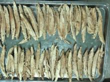 Frozen Precooked Bonito Loins