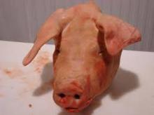 FROZEN PORK MEAT / FROZEN PORK HEADs