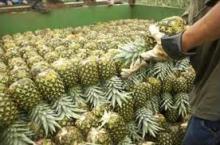 Fresh Pineapples