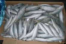 Horse Mackerel Fish