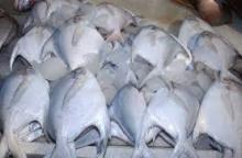 Silver Pomfret Fish