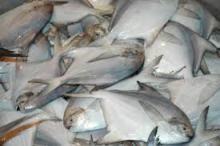 Frozen  Silver   Pomfret  Fish