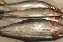 Herring Fish