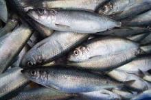 Frozen Herring Fish