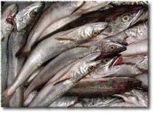 Hake Fish