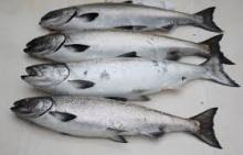 Salmon Fish