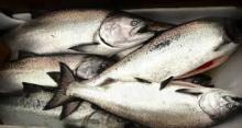 Frozen  Salmon   Fish 