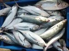 Frozen  Horse   Mackerel   Fish 