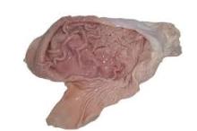 Pork Stomach