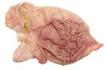Frozen Pork Stomach