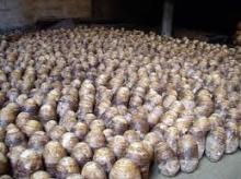Fresh  Taro 