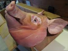 Pork Head
