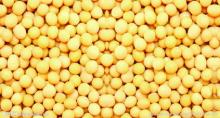 isolated soy  protein 