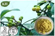 Loquat Leaf Extract