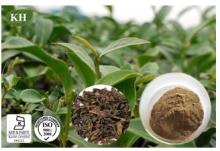 Oolong Tea Extract