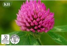 Red Clover Extract