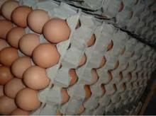 fresh  brown   eggs 