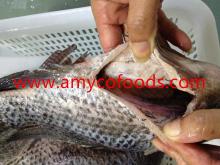 Tilapia GS processed from alive raw material