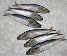  Whole  Frozen Atlantic Herring /  Whole   Round   Sardine  Fish