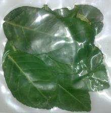 LIME LEAVES